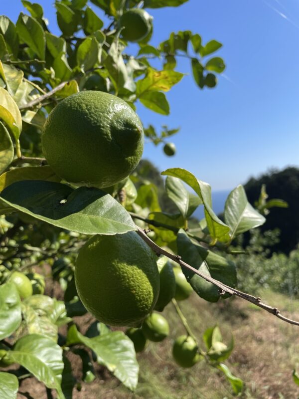 -爽やか芳醇- グリーン『ATAMI de LEMON®』2Kg〔秀・優〕品種お任せ - 画像 (8)