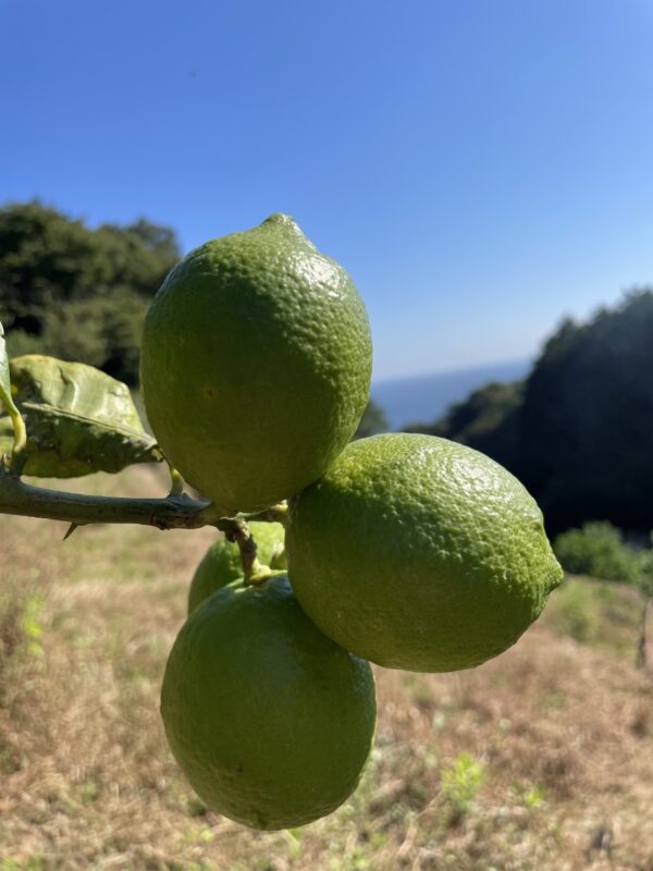 -爽やか芳醇- グリーン『ATAMI de LEMON®』2Kg〔秀・優〕品種お任せ - 画像 (7)